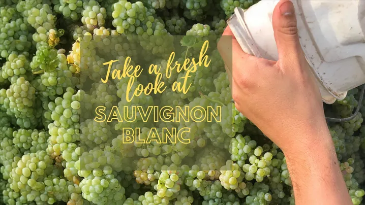 Take a fresh look at Sauvignon Blanc graphic