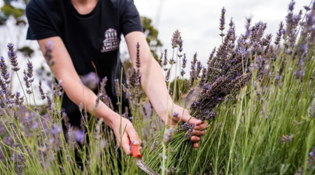 Emu Bay Lavender Farm