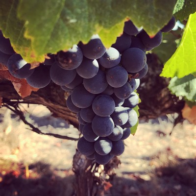 IEV Malbec vines