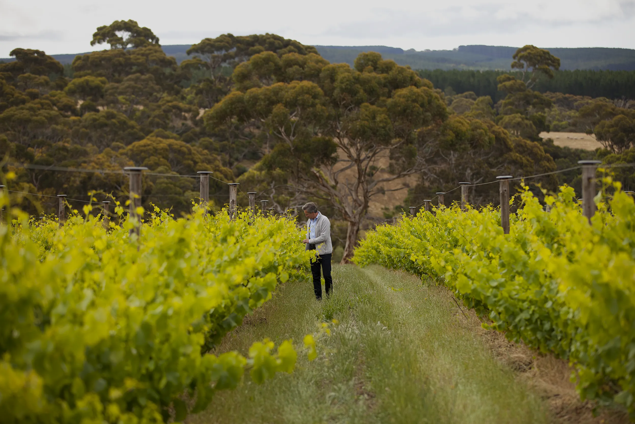 Person in the vineyard at The Islander Estate Vineyard