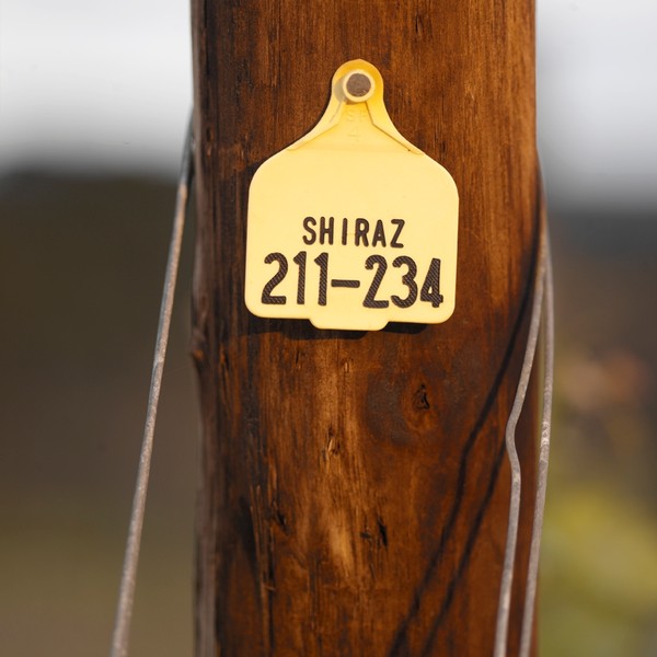 Shiraz vineyard tag