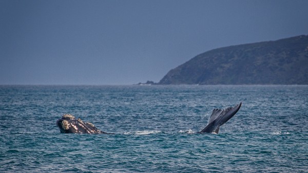 Whale just of the shore of Kangaroo Island