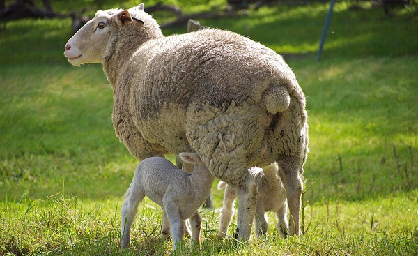 Lambs in a field in spring