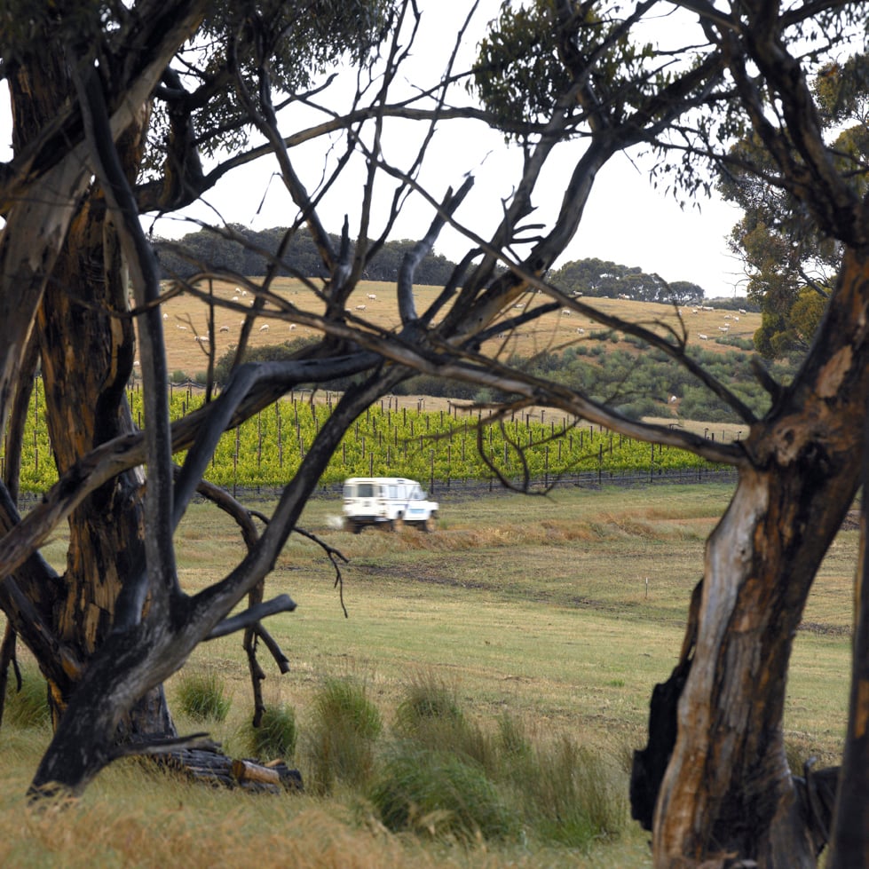 Car driving at The Islander Estate Vineyard