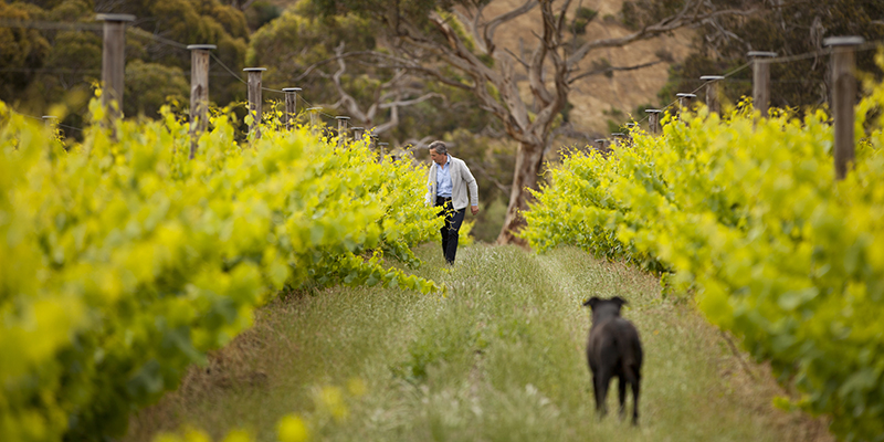 Person and a dog in the vineyard at The Islander Estate Vineyard