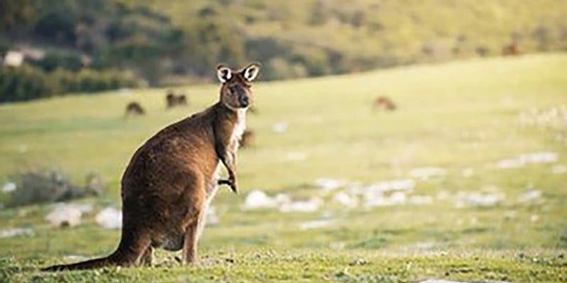 Kangaroo sitting on some grass