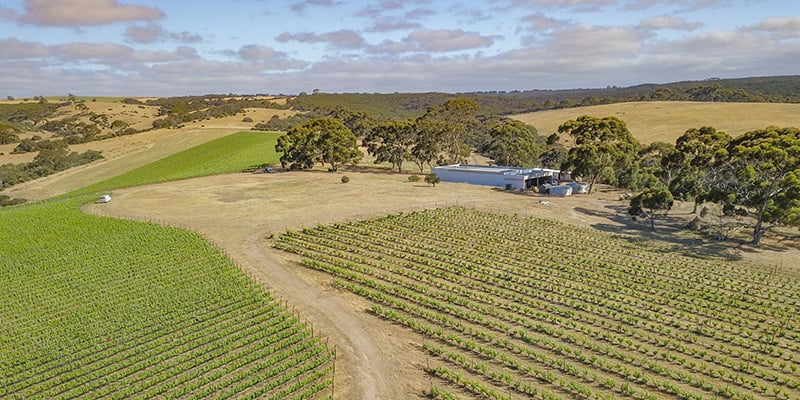The Islander Estate vineyard from above