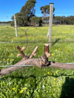 Dormant vines at IEV
