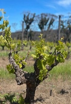 Vines growing early in spring