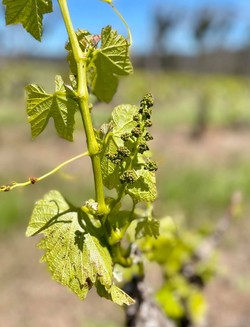 Small grapes growing on the vine