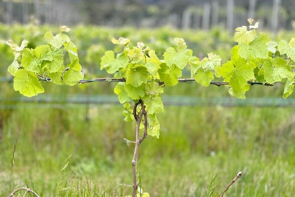 Grapes on the vine