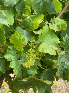 Young grapes on the vine
