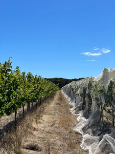 Netting in the vineyard