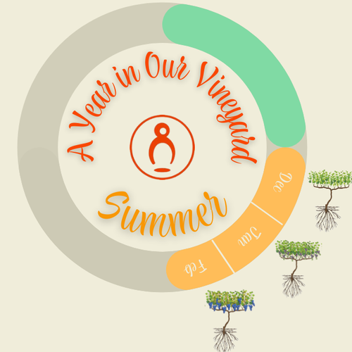 A year in our Kangaroo Island vineyard - Summer graphic