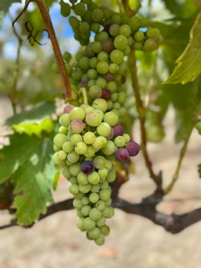 Grapes on the vine